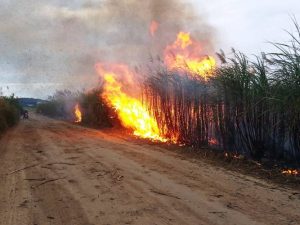 BARAHONA: Desconocidos queman cañaverales