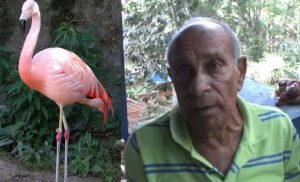 MOCA: Desaprensivos roban tres flamencos del Zoológico Botánico Municipal