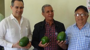 Reino Unido comprará cosecha de aguacate producida en R. Dominicana