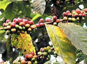 PTO PTA: Productores café y cacao piden ayuda