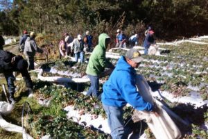 CONSTANZA: Comienzan a desmantelar tuberías y plantaciones en parque Valle Nuevo