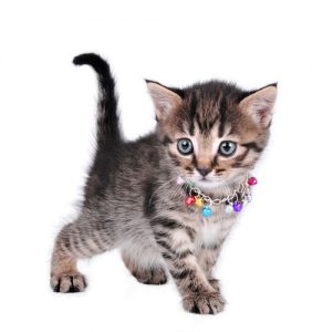 Humo del tabaco puede afectar mascotas