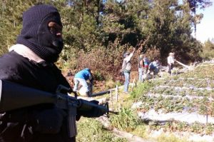 CONSTANZA: Autoridades eliminan instalaciones agrícolas en Valle Nuevo