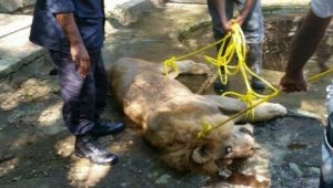 MOCA: Muere león en Zoológico Municipal