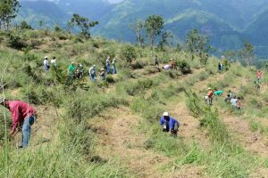 Medio Ambiente siembra ocho millones de árboles en 6 provincias