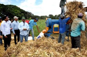 SJM: Agricultura inicia recolección habichuela