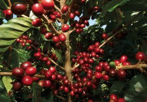 Producción de café dominicano se ha reducido en más de 70 por ciento