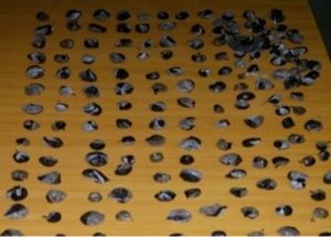 LA ROMANA: PN decomisa 300 bolsitas de marihuana en penitenciería LA ROMANA: PN decomisa 300 bolsitas de marihuana en penitenciería