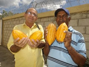 NEIBA: Productores de cacao optimistas con cultivo