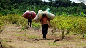 COLOMBIA: Cultivos de coca alcanzan máximo histórico