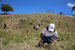 SANTIAGO: Empleados del Banco Popular siembran 6,200 árboles