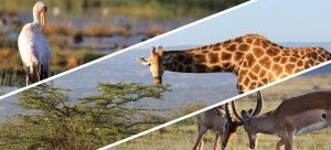 Celebran «Día mundial de la vida silvestre» Celebran «Día mundial de la vida silvestre»