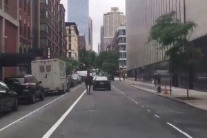 Un caballo corrió sin control por las calles de NY