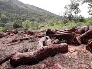 BAYAGUANA: Denuncian desmonte en Pico Managuá