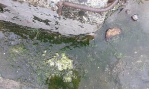 SC: Empresario dispone limpieza de imbornales