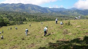 Cientos de voluntarios se suman a jornadas de reforestación