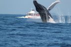 Medio Ambiente modifica norma observación ballenas jorobadas