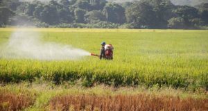 Revelan 45% de cosechas se pierde por plagas en la República Dominicana