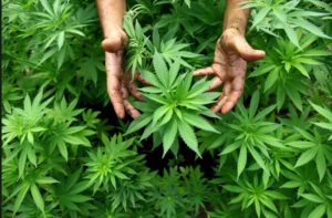 NUEVA JERSEY: Apresan 8 personas por plantar marihuana en parque NUEVA JERSEY: Apresan 8 personas por plantar marihuana en parque