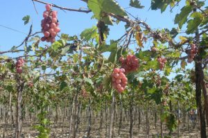 NEYBA: Cosechan nueva modalidad uva de exportación