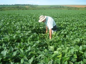 BARAHONA: Productores agrícolas y pescadores piden ayuda urgente Gobierno