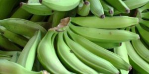 Presidente crea comisión para fortalecer producción de plátano