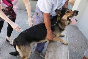 Inician jornada de vacunación a perros y gatos Inician jornada de vacunación a perros y gatos