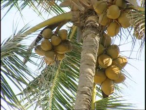Denuncian plaga afecta la producción de coco en la República Dominicana