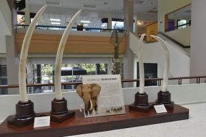 DGA dona a Museo de Historia Natural 4 colmillos de elefante