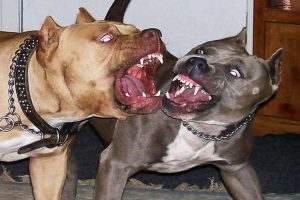 PUERTO PLATA: Perros pitbull atacan a un niño de 10 años