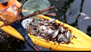 PUERTO PLATA: Investigan muerte centenares de peces en laguna