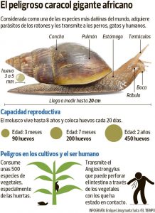HIGUEY: ANPA alerta ante peligroso caracol afecta humanos