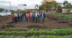 IAD inicia plan piloto de siembra de peras japonesas en Constanza IAD inicia plan piloto de siembra de peras japonesas en Constanza