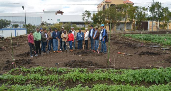 IAD inicia plan piloto de siembra de peras japonesas en Constanza imagen