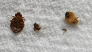 Nueva York entre ciudades de EU con más chinches