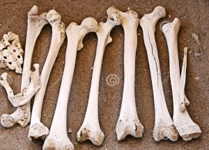 Encuentran huesos humanos en parque Alto Manhattan Encuentran huesos humanos en parque Alto Manhattan