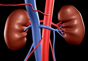 Un llamado a la solidaridad en el Día Mundial del Riñón Un llamado a la solidaridad en el Día Mundial del Riñón