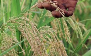 Prolongada sequía amenaza las plantaciones de arroz en Haití