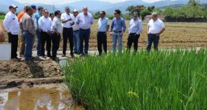 LA VEGA: Exhiben proyectos de mejora genética de arroz dominicano