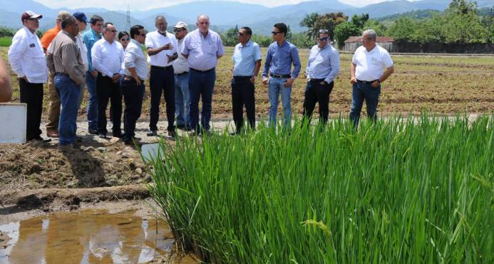 LA VEGA: Exhiben proyectos de mejora genética de arroz dominicano imagen