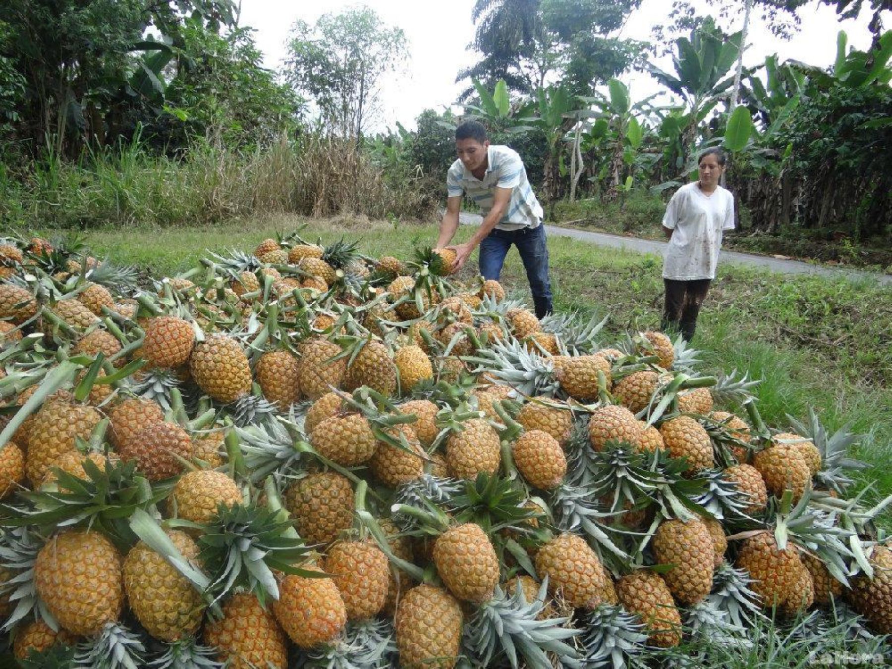 MONTE PLATA: Productores piña agradecen apoyo de Medina y la JAD imagen