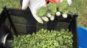 NUEVA YORK: Hospitalizan a 25 tras consumir marihuana sintética