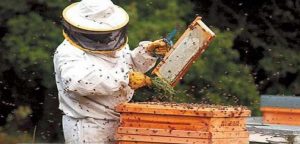 Proyecto apícola impulsará producción de miel y el cuidado del medioambiente