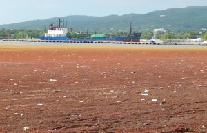 BARAHONA: Algas llenan playas