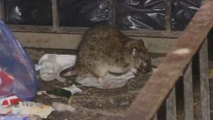 ¿Cuál es el vecindario con más ratas en todo Nueva York?