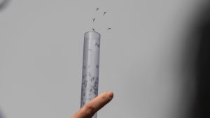 Departamento de Salud de Nueva York iniciara jornada de fumigación Departamento de Salud de Nueva York iniciara jornada de fumigación