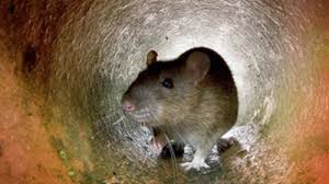 Usan hielo seco para matar ratas en Nueva York Usan hielo seco para matar ratas en Nueva York