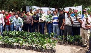 Indocafe inicia entrega de plantas de café tolerantes a la Roya
