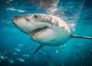 N. YORK: dos niños son atacados por tiburones