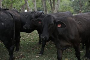 Supermercados Nacional crea finca genética mejora calidad ganado Supermercados Nacional crea finca genética mejora calidad ganado